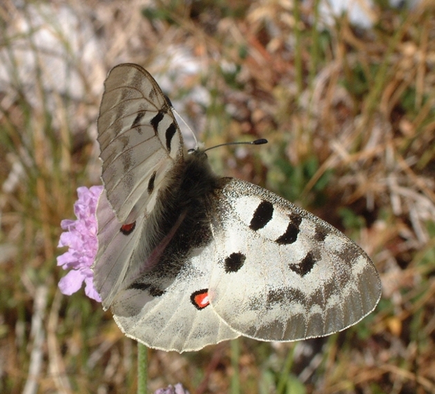 Parnassius apollo